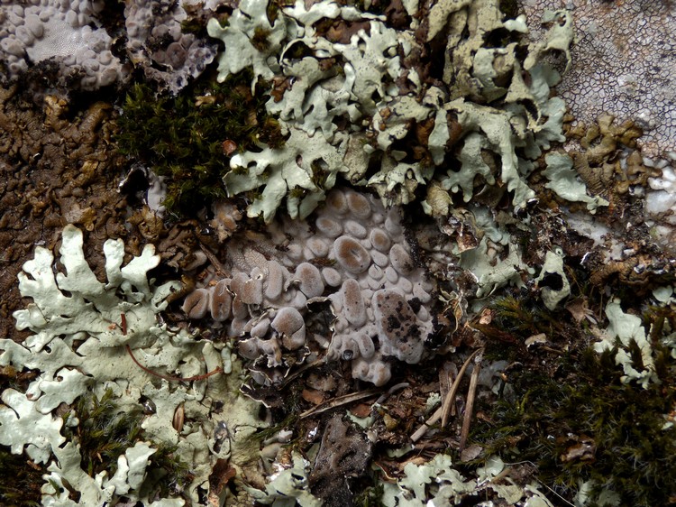 Lasallia pustulata. Lichene c�rso 4